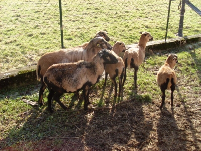 Schafe und Ziegen_3