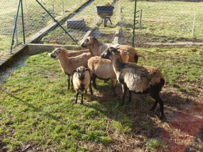 Schafe und Ziegen_5