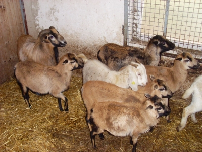 Schafe und Ziegen_10