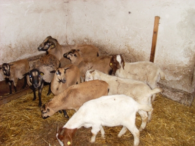 Schafe und Ziegen_11