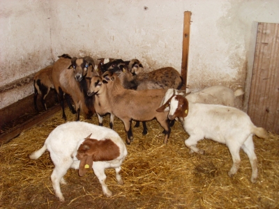 Schafe und Ziegen_12