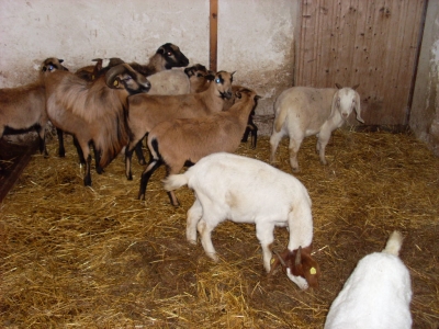 Schafe und Ziegen_13