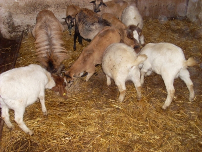 Schafe und Ziegen_14