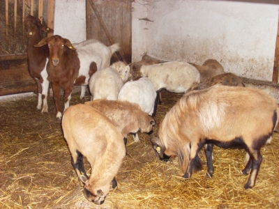 Schafe und Ziegen_15
