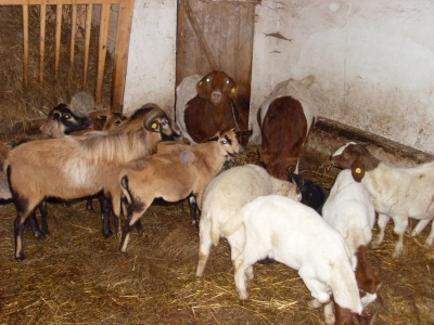 Schafe und Ziegen_17