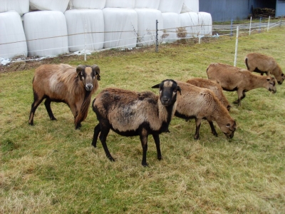 Schafe und Ziegen_24