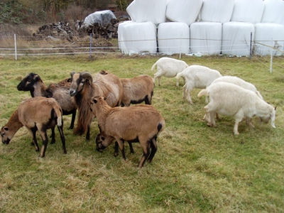 Schafe und Ziegen_25