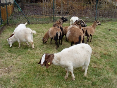 Schafe und Ziegen_26