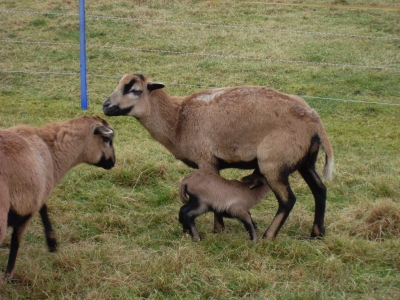 Schafe und Ziegen_32