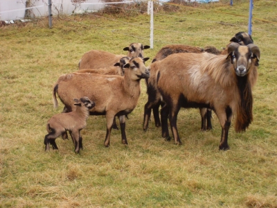 Schafe und Ziegen_33